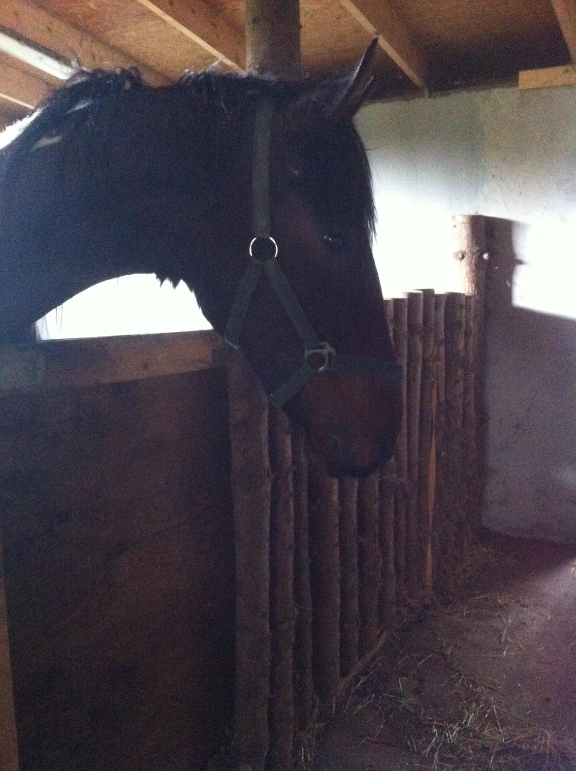 Barockpinto Braveheart billede 6