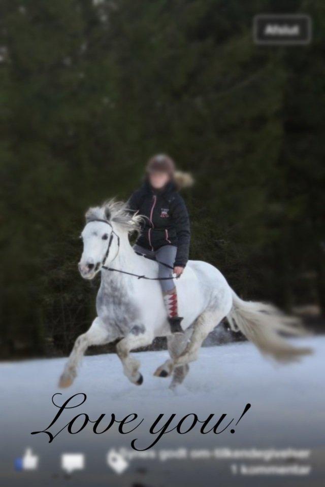 Anden særlig race Müseli<3 ( bornholms og klub mester ) billede 20