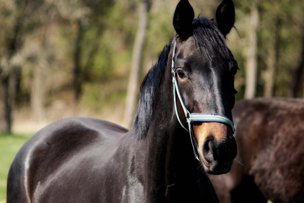 Dansk Varmblod Langeskovs Diablo billede 1