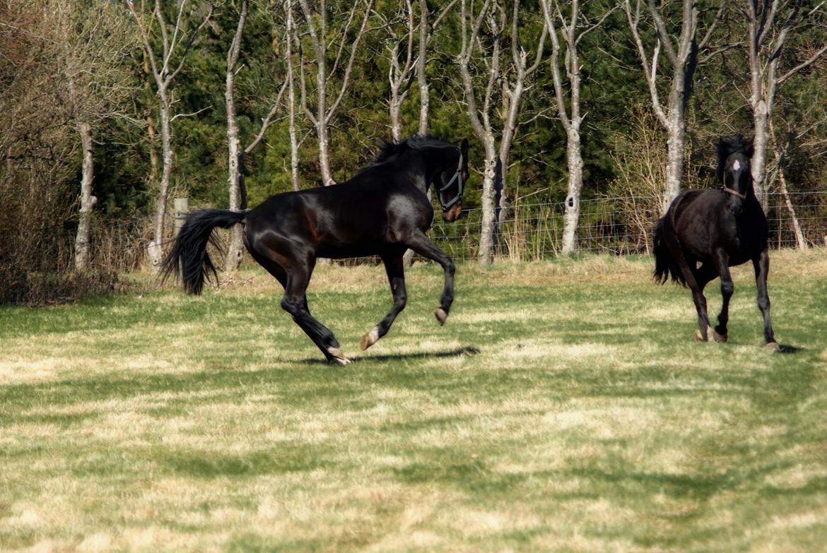 Dansk Varmblod Langeskovs Diablo billede 2