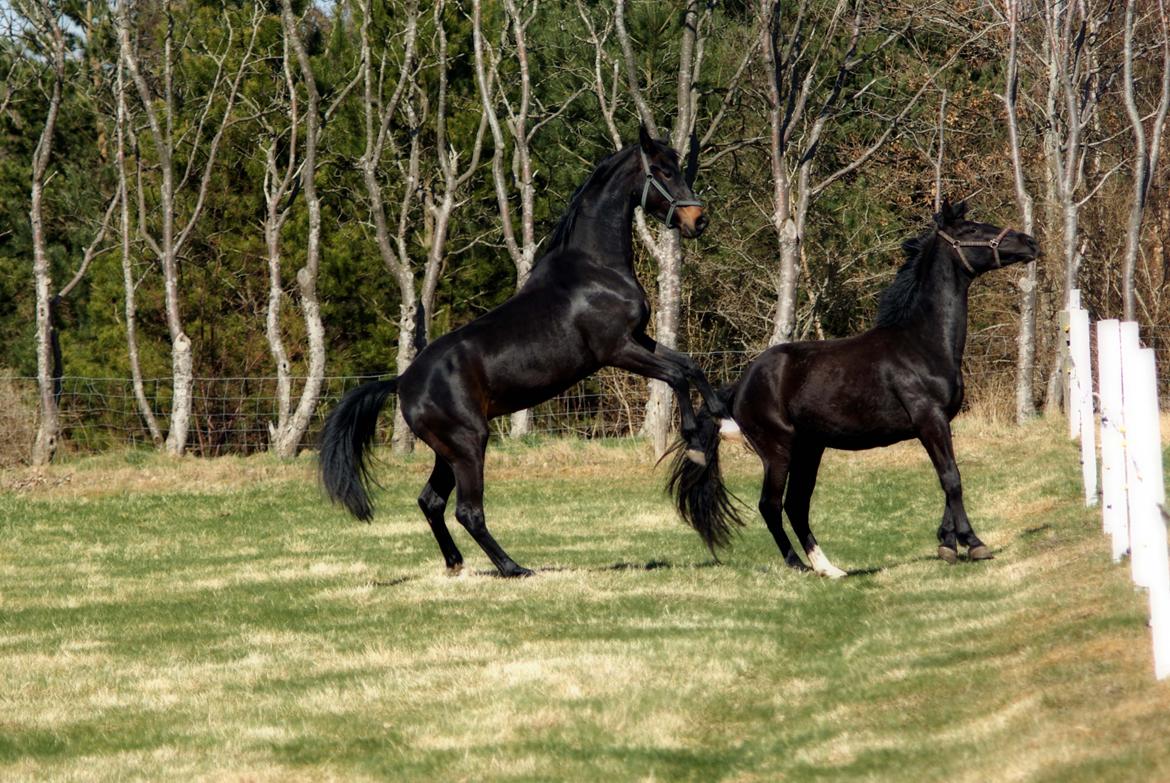 Dansk Varmblod Langeskovs Diablo billede 3