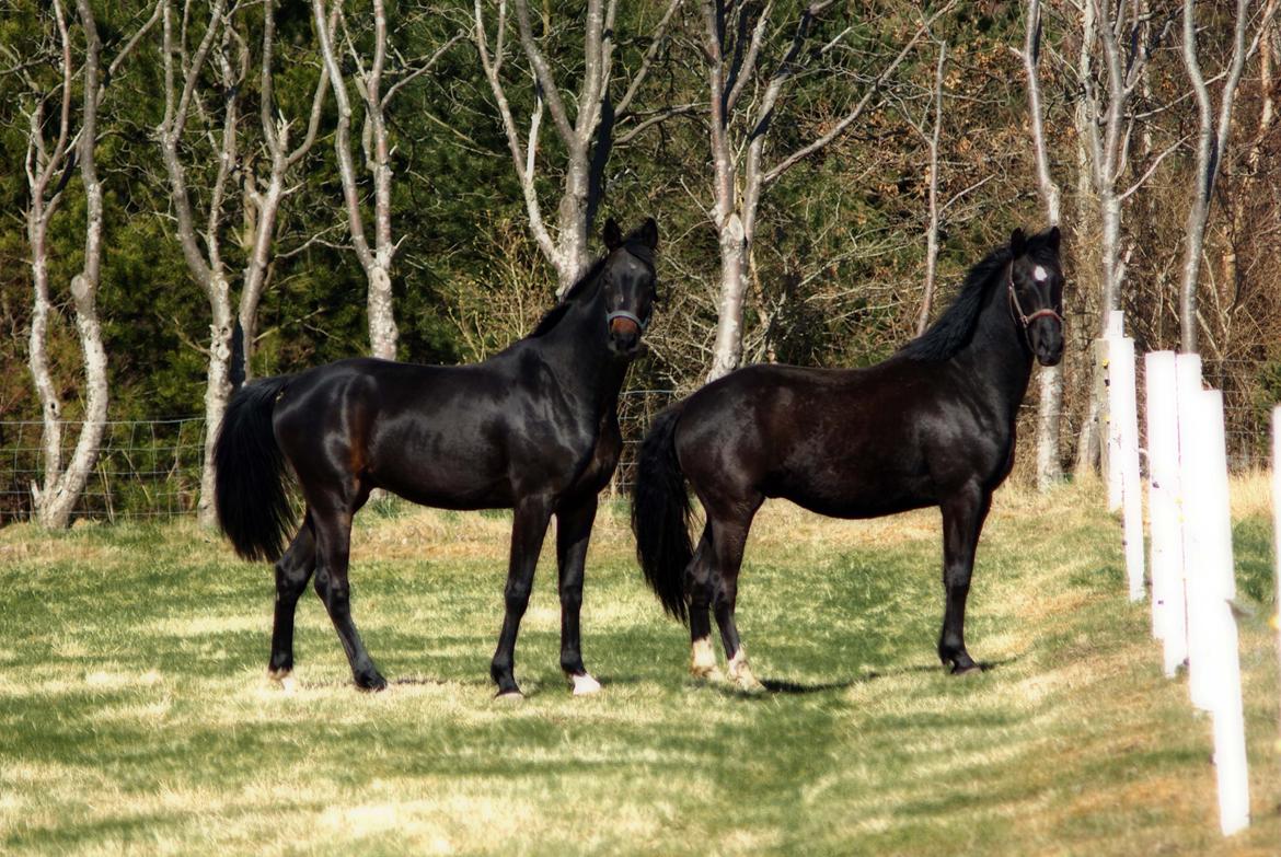 Dansk Varmblod Langeskovs Diablo billede 4