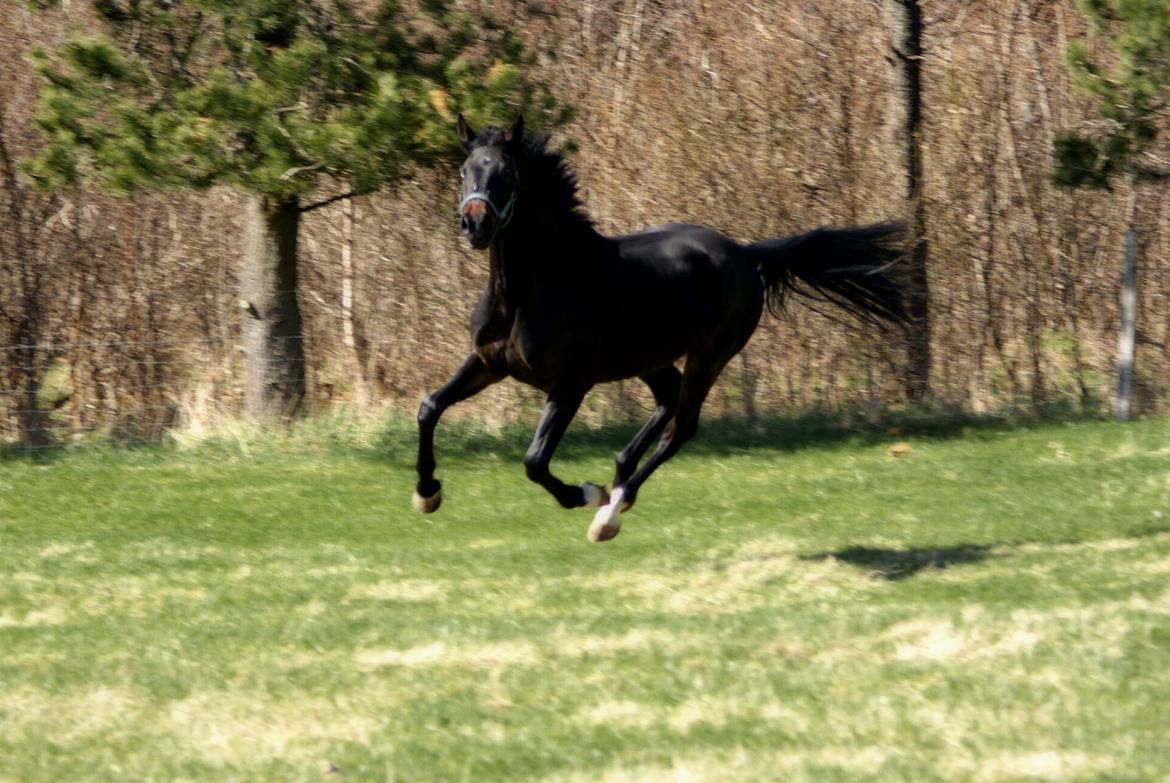 Dansk Varmblod Langeskovs Diablo billede 5