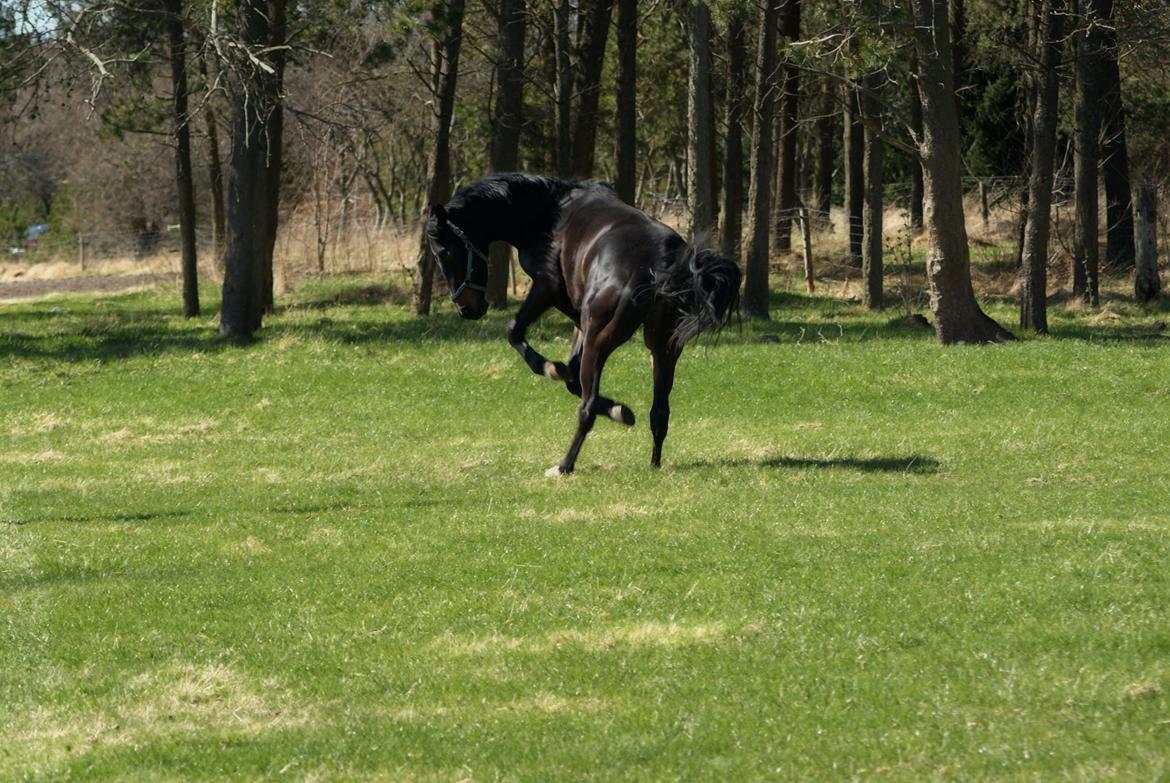 Dansk Varmblod Langeskovs Diablo billede 6