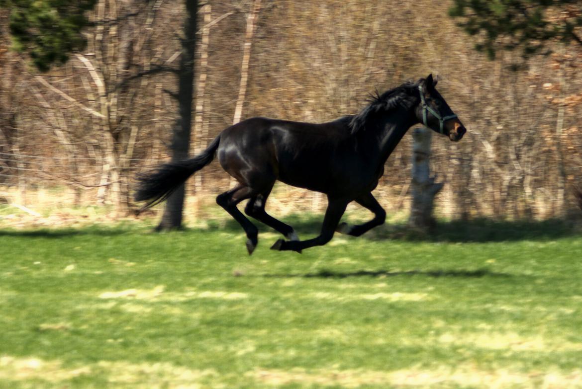 Dansk Varmblod Langeskovs Diablo billede 7