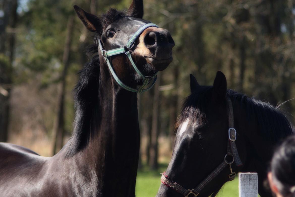 Dansk Varmblod Langeskovs Diablo billede 8