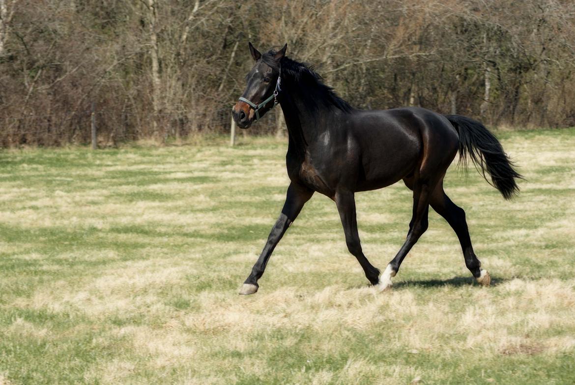 Dansk Varmblod Langeskovs Diablo billede 9