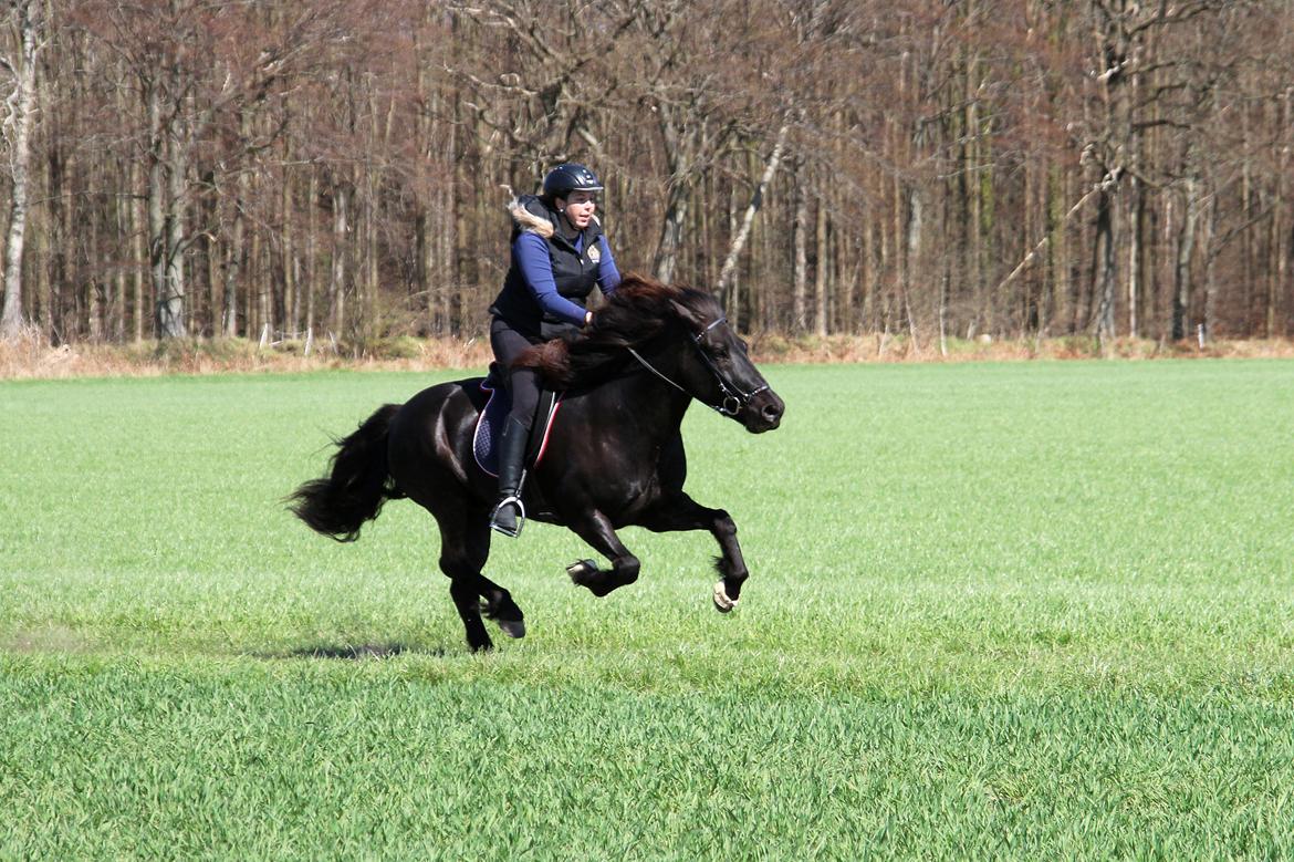 Islænder Stari harrested - 28.04.13 Galop billede 12