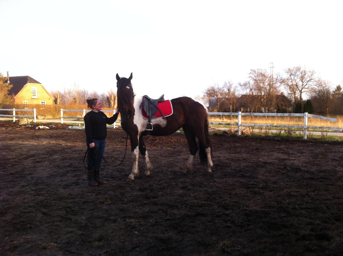 Barockpinto Braveheart - prinsen <3 billede 9