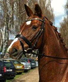 Westfaler Sissi 593 billede 1