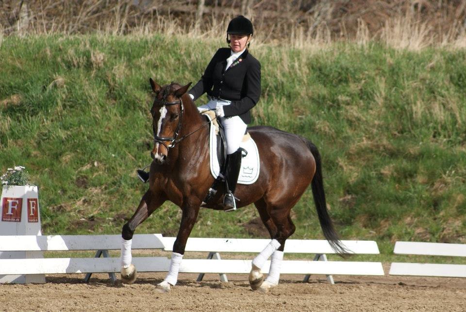 Tysk Oldenburger Martinell - Maj 2013 billede 9