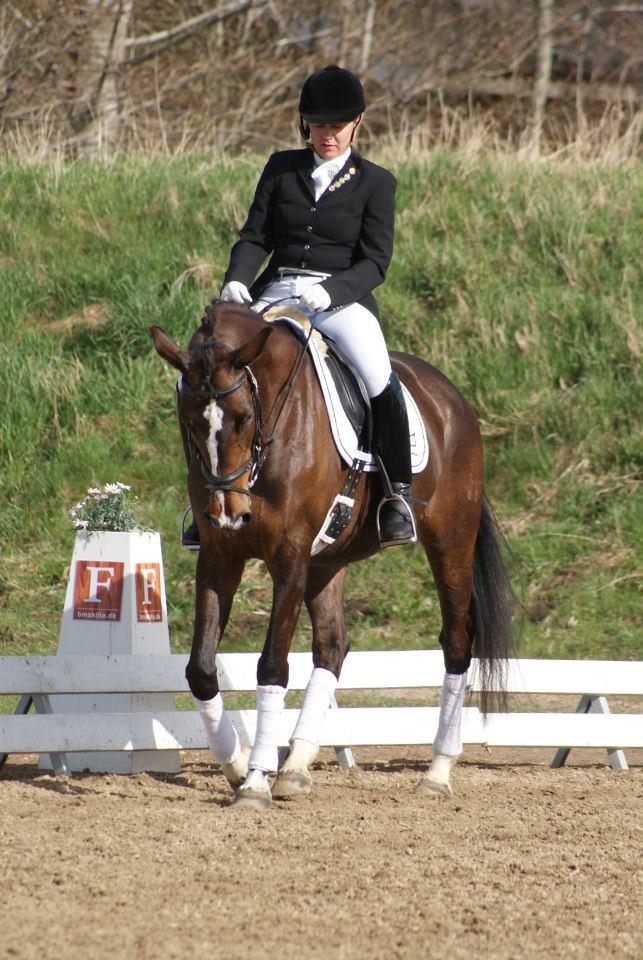 Tysk Oldenburger Martinell - Maj 2013 billede 11