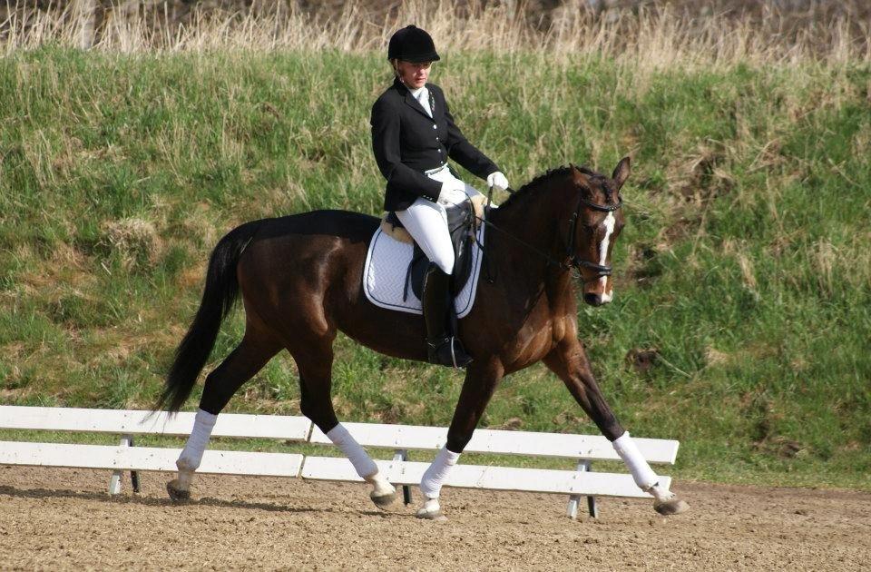 Tysk Oldenburger Martinell billede 12