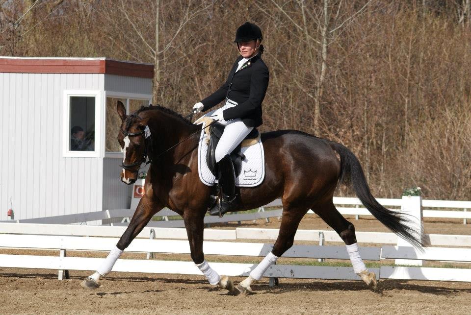 Tysk Oldenburger Martinell billede 13