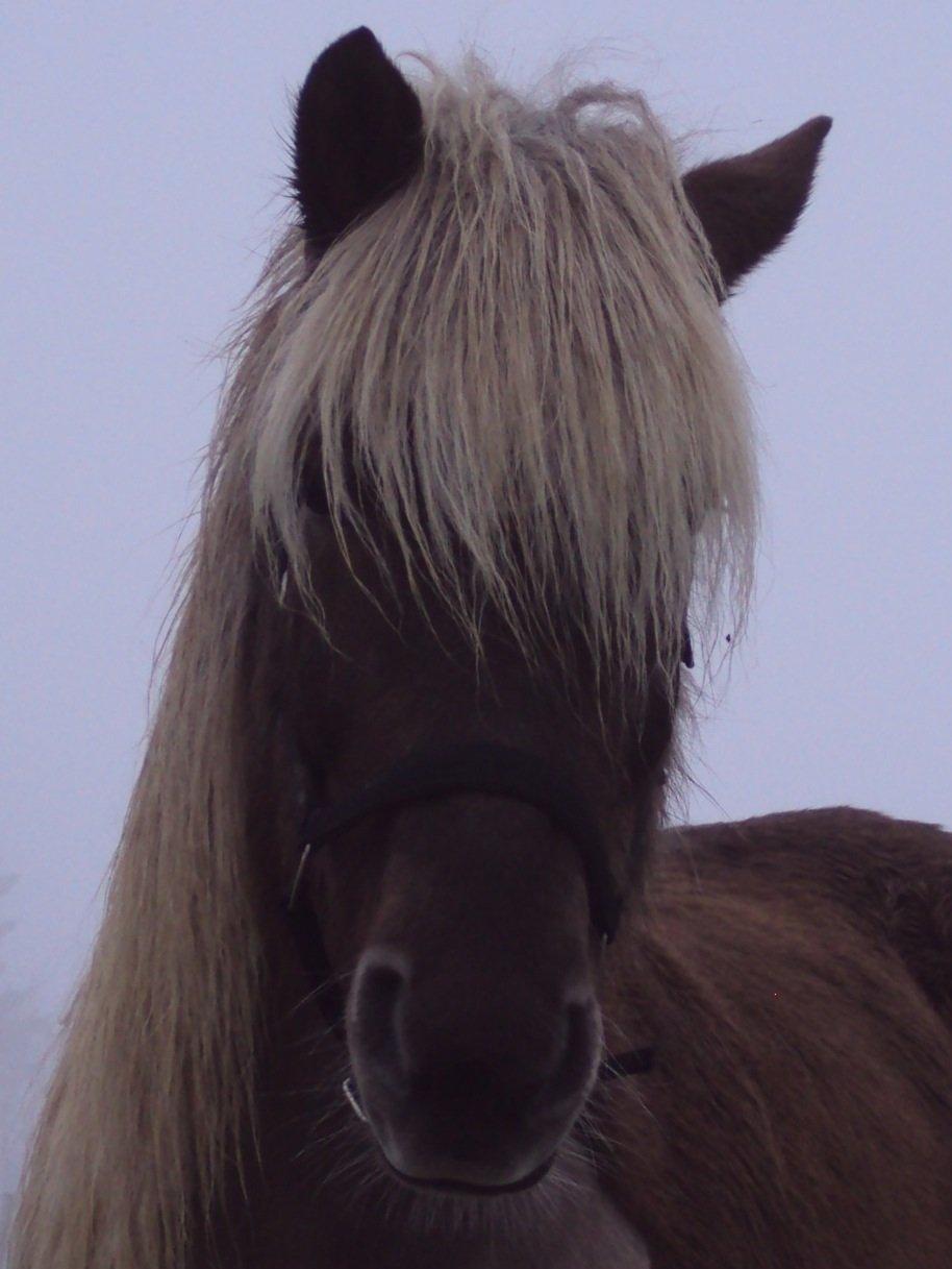 Islænder Glöfaxi fra Oddakoti billede 9