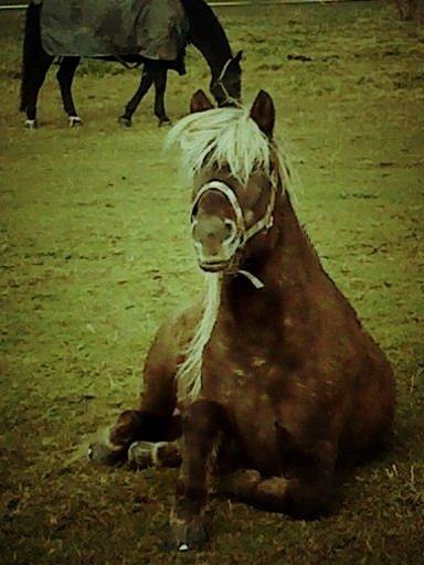 Islænder Glöfaxi fra Oddakoti billede 10