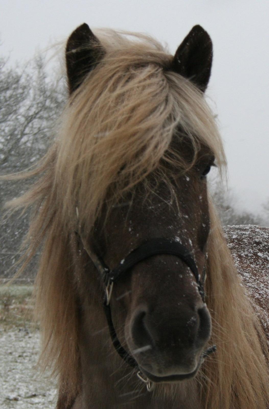 Islænder Glöfaxi fra Oddakoti billede 11