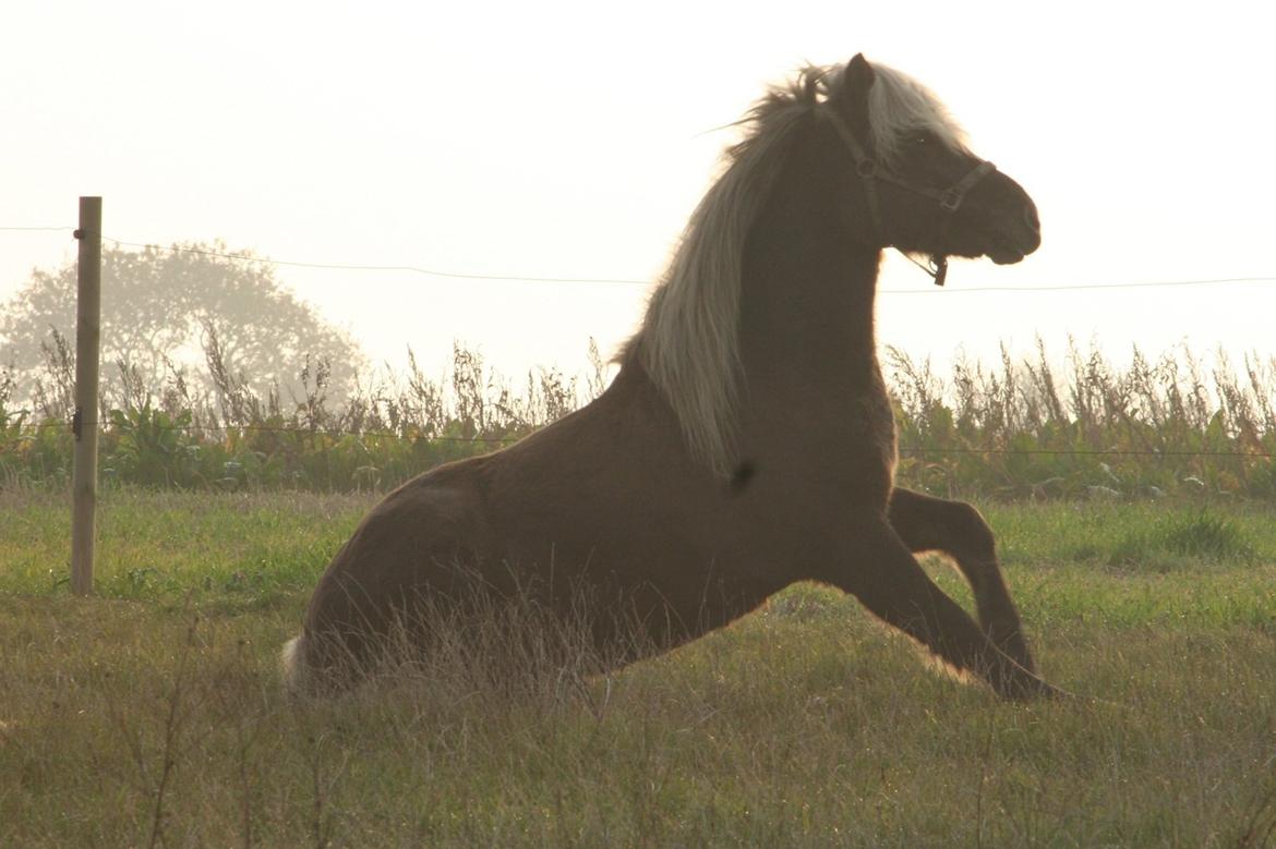 Islænder Glöfaxi fra Oddakoti billede 12