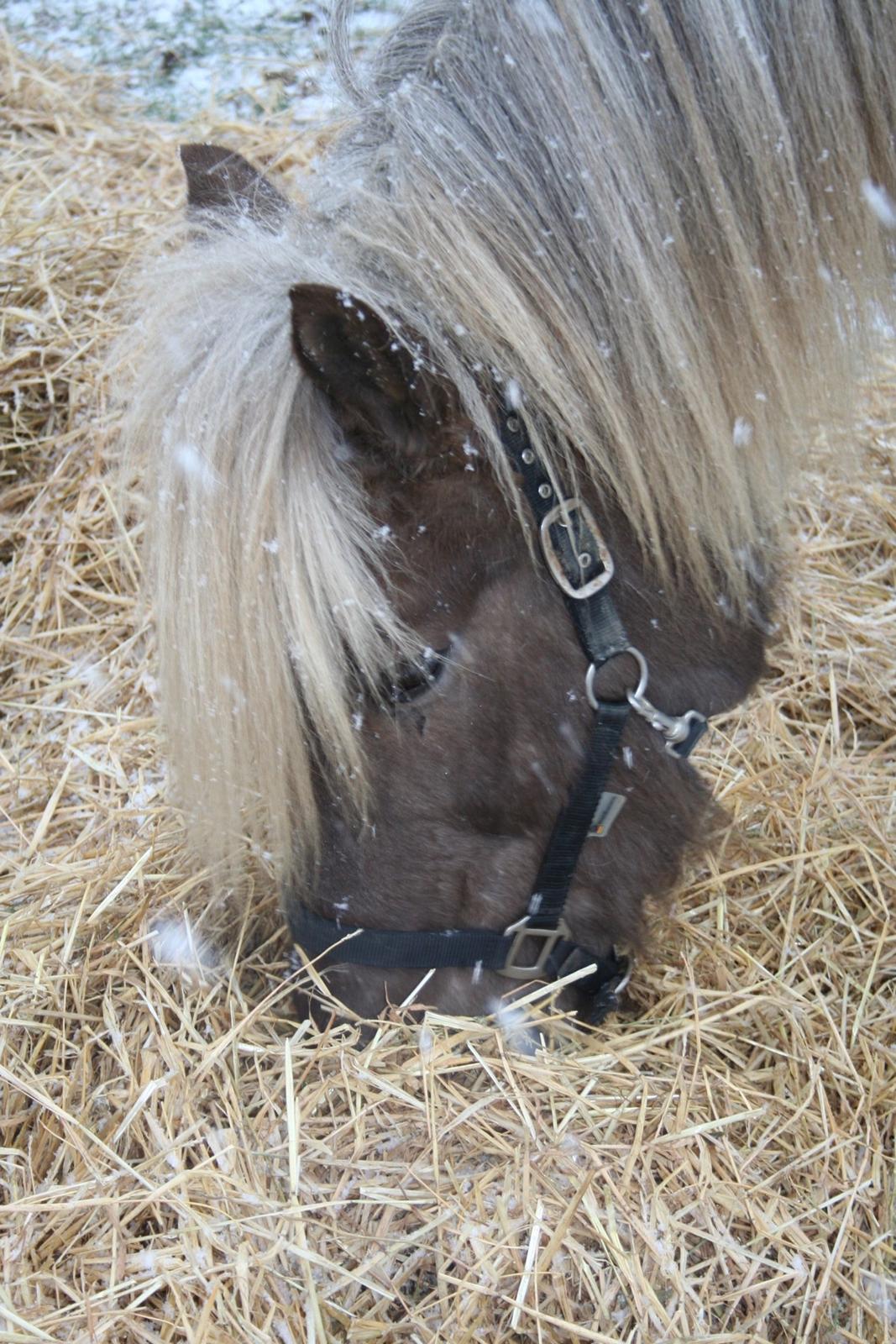 Islænder Glöfaxi fra Oddakoti billede 13