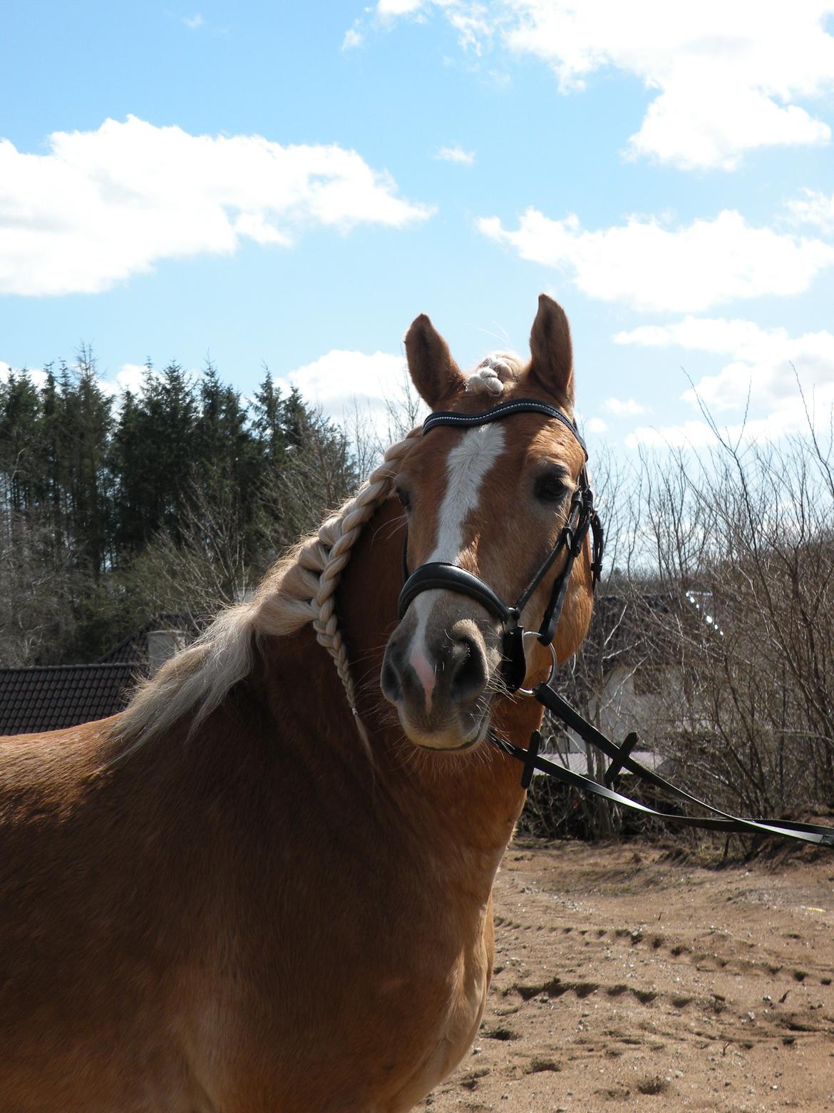 Haflinger Alvaro - SOLGT - Alvaro <3 billede 1