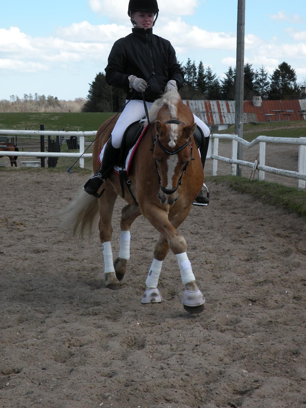 Haflinger Alvaro - SOLGT - Dressurtræning d. 28/4 2013..
Fotograf: Camilla Dina Stenklopp billede 3