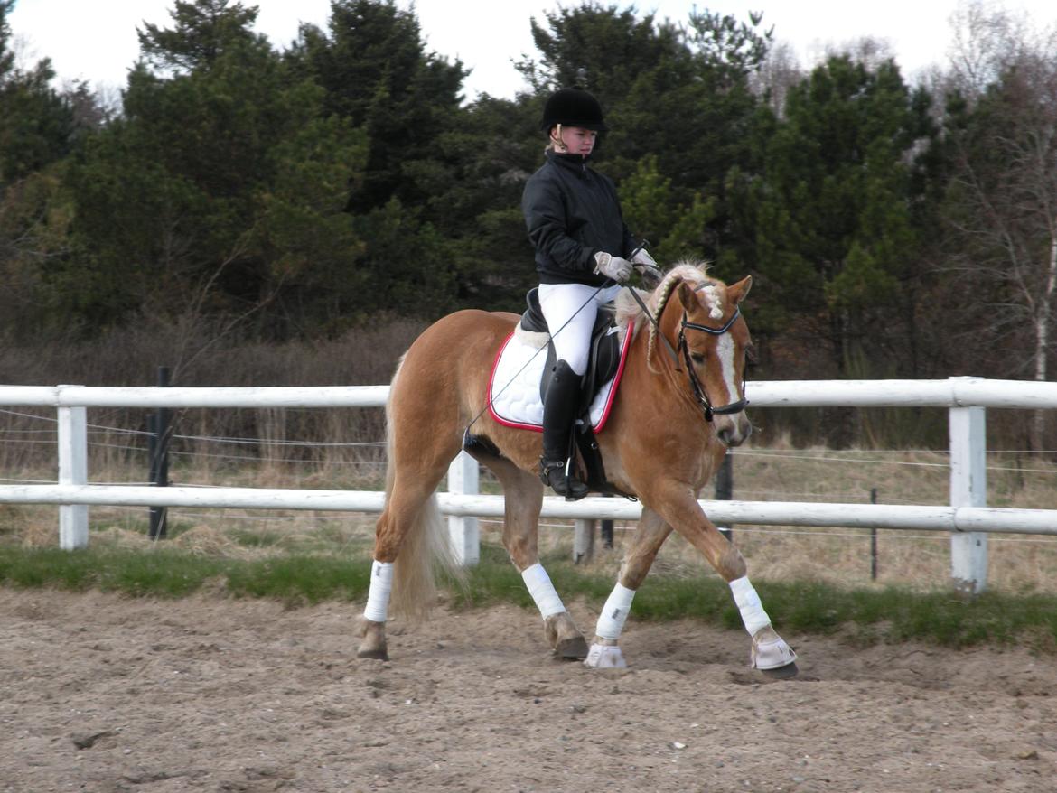 Haflinger Alvaro - SOLGT - Dressurtræning d. 28/4 2013..
Fotograf: Camilla Dina Stenklopp billede 4