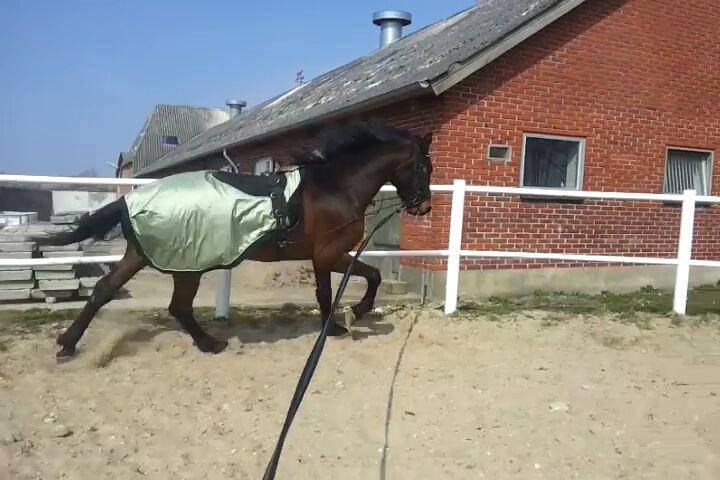 Welsh Partbred (Sec F) Filur billede 7