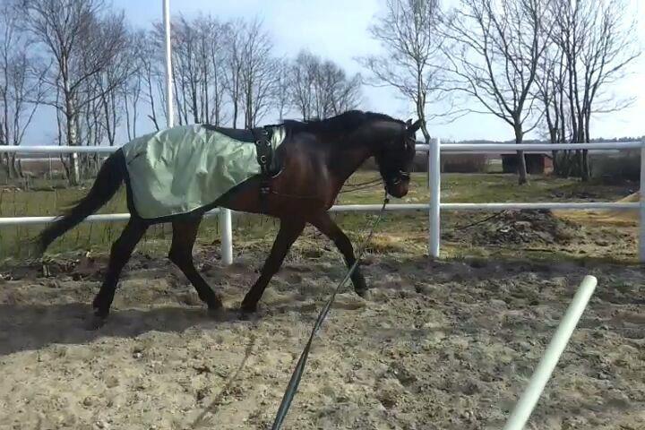 Welsh Partbred (Sec F) Filur billede 2