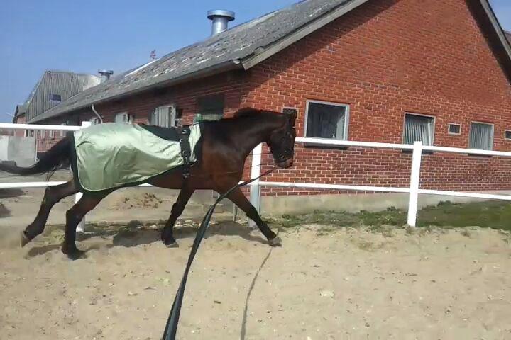 Welsh Partbred (Sec F) Filur billede 4