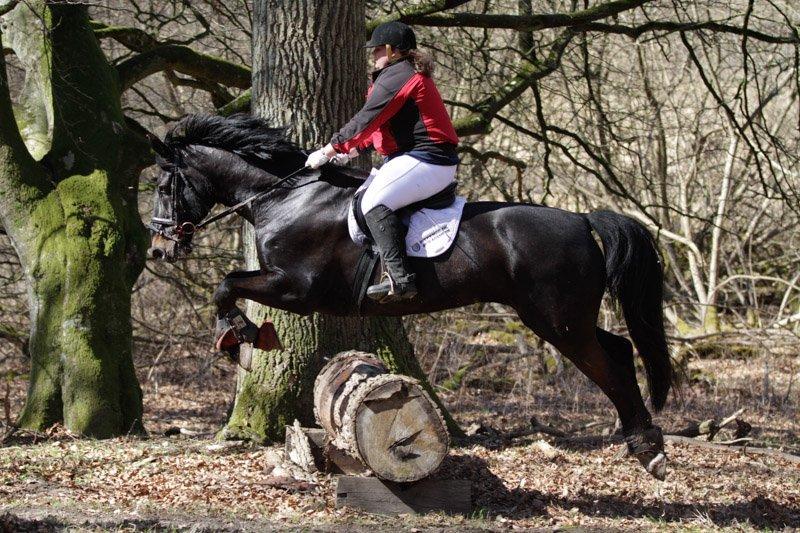 Oldenborg Urtop af Hvarre 'Topper' - Roskildes lette forårsjagt 2013 billede 5