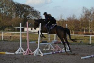 Fuldblod (XX) Ice Cube billede 4