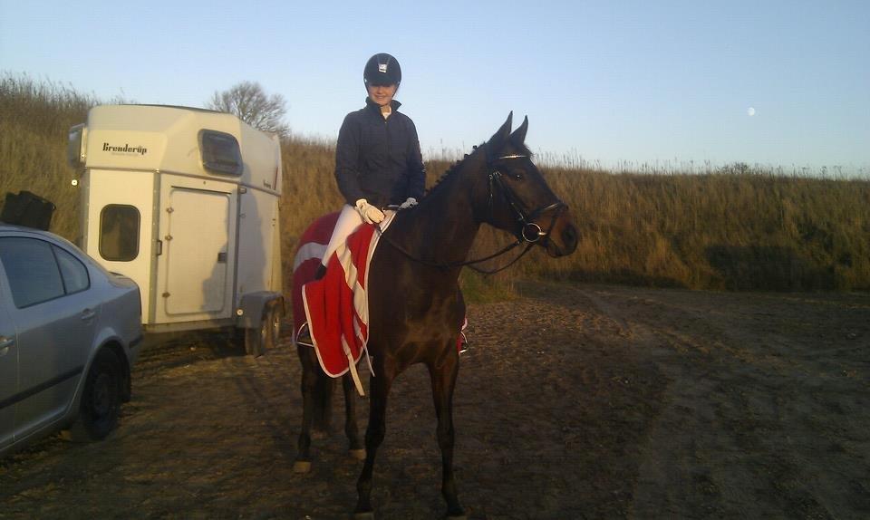 Fuldblod (XX) Ice Cube - Første ude-stævne  billede 3