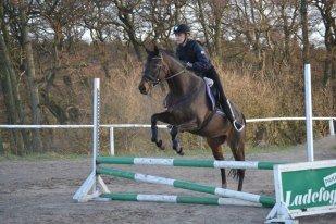 Fuldblod (XX) Ice Cube billede 5