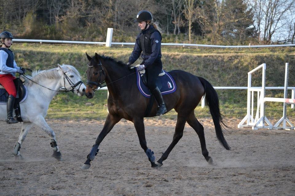 Fuldblod (XX) Ice Cube billede 6