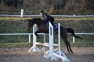 Fuldblod (XX) Ice Cube - Springundervisning  billede 2