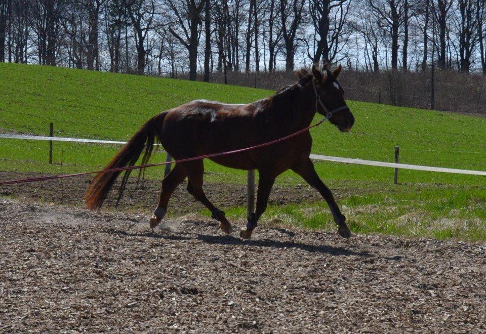 Anden særlig race Marielunds Faiht!<3 My Soulmate!<3 - Faiht når vi longere <3 Hun er blevet meget bedre til det! Hun kan også galopere i den nu :D Så det er bare super. <3 billede 9
