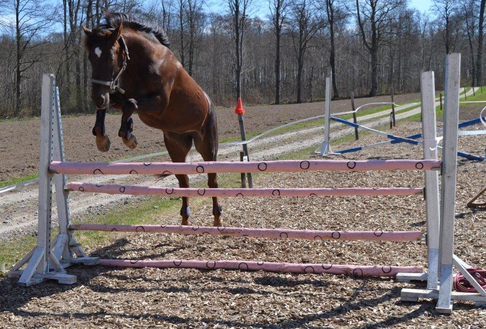 Anden særlig race Marielunds Faiht!<3 My Soulmate!<3 - "I believe i can touch the sky"  billede 17