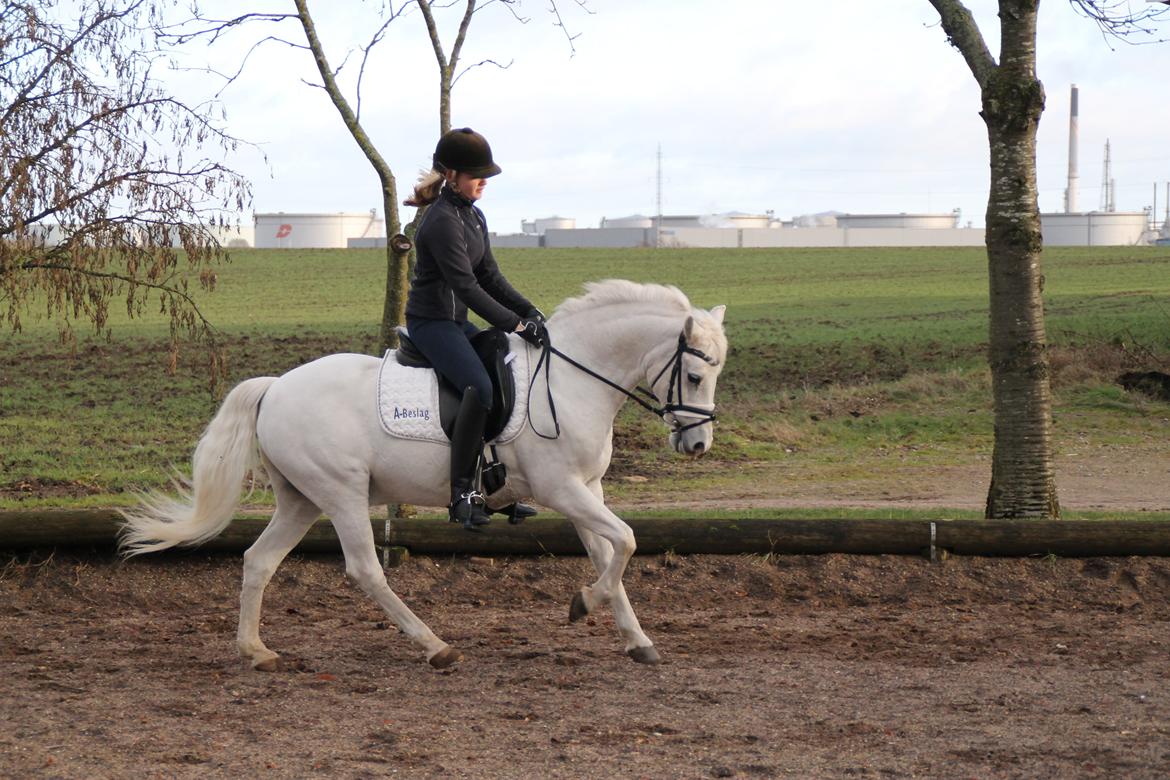 Anden særlig race Julius, **A-PONY** billede 20