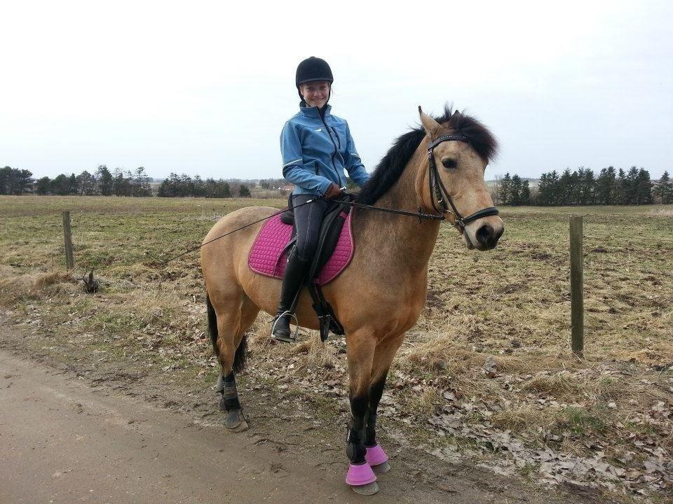 Hollandsk Sportspony Valerie <3 billede 1