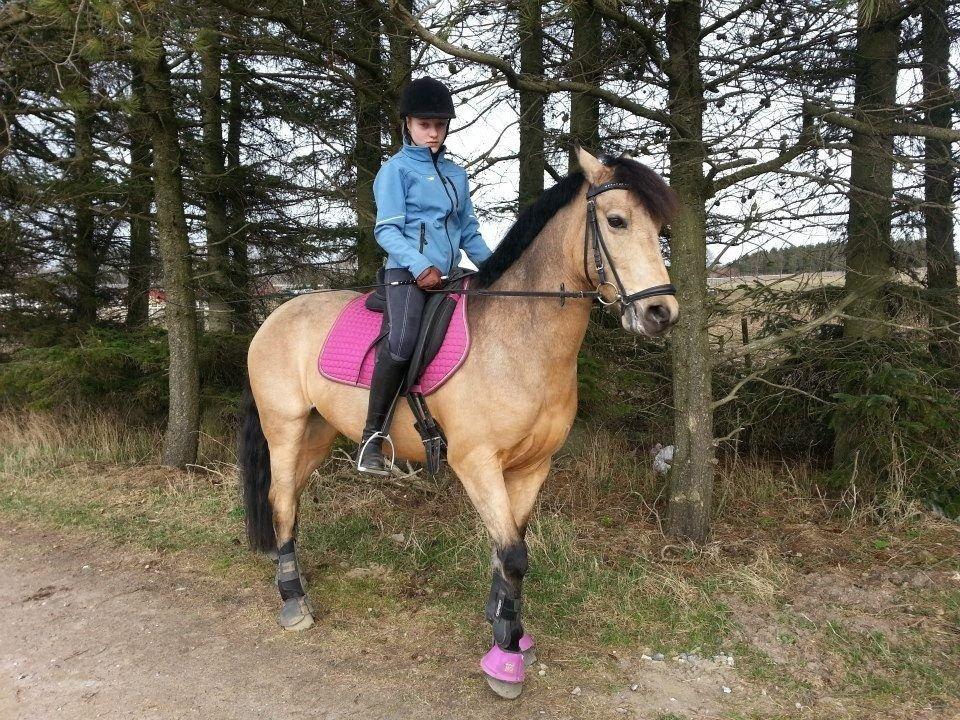 Hollandsk Sportspony Valerie <3 billede 2