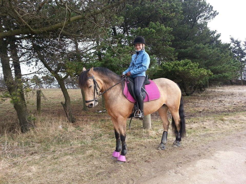 Hollandsk Sportspony Valerie <3 billede 3