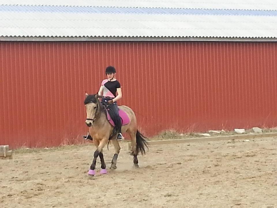 Hollandsk Sportspony Valerie <3 billede 4