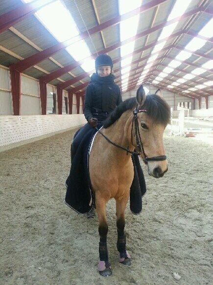 Hollandsk Sportspony Valerie <3 billede 5