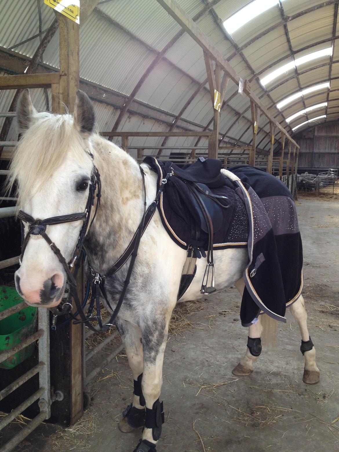 Anden særlig race Rico (nuller) <3 - vi eeeeeelsker glimmer! <3  billede 2