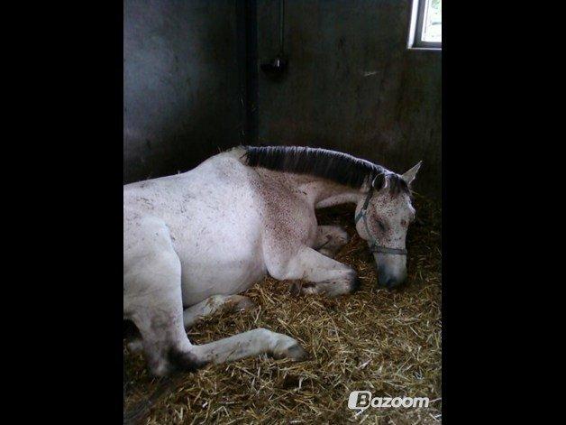 Belgisk varmblod Vampire - Vamse fyren ligger og sover til middag  billede 6