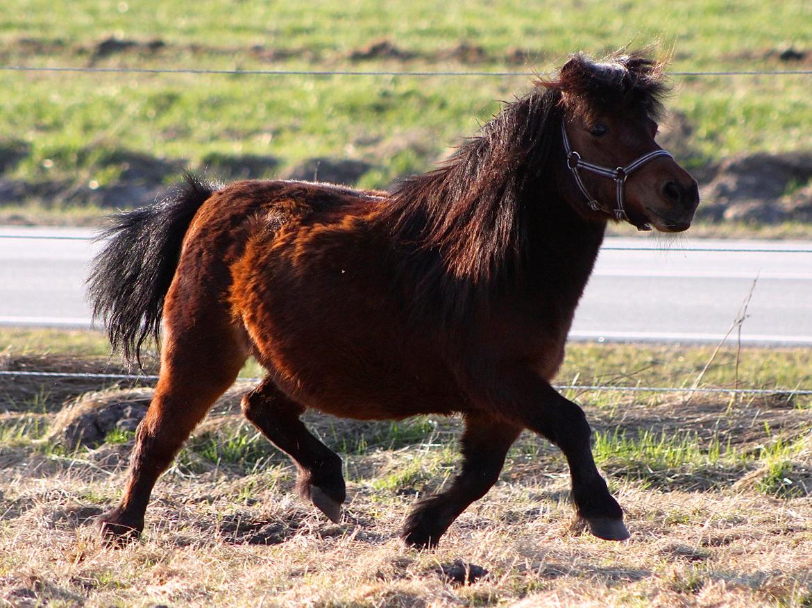 Miniature Bella La Princesa Pequeña - 22 April 2013. billede 19