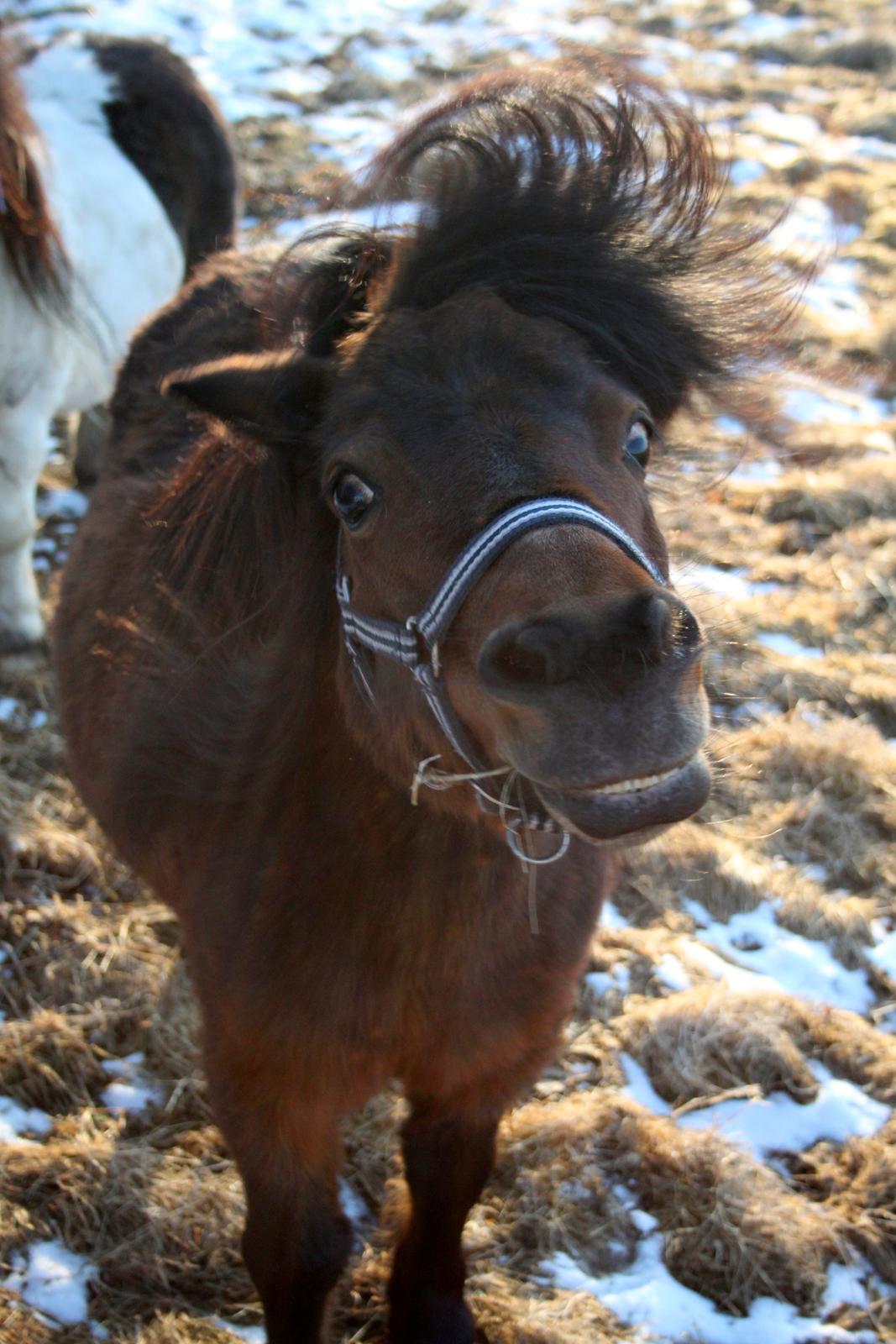 Miniature Bella La Princesa Pequeña - Bella med hendes første trick. At sige nej :p billede 23