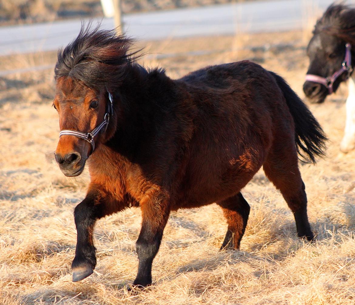 Miniature Bella La Princesa Pequeña - 22 April 2013. billede 39