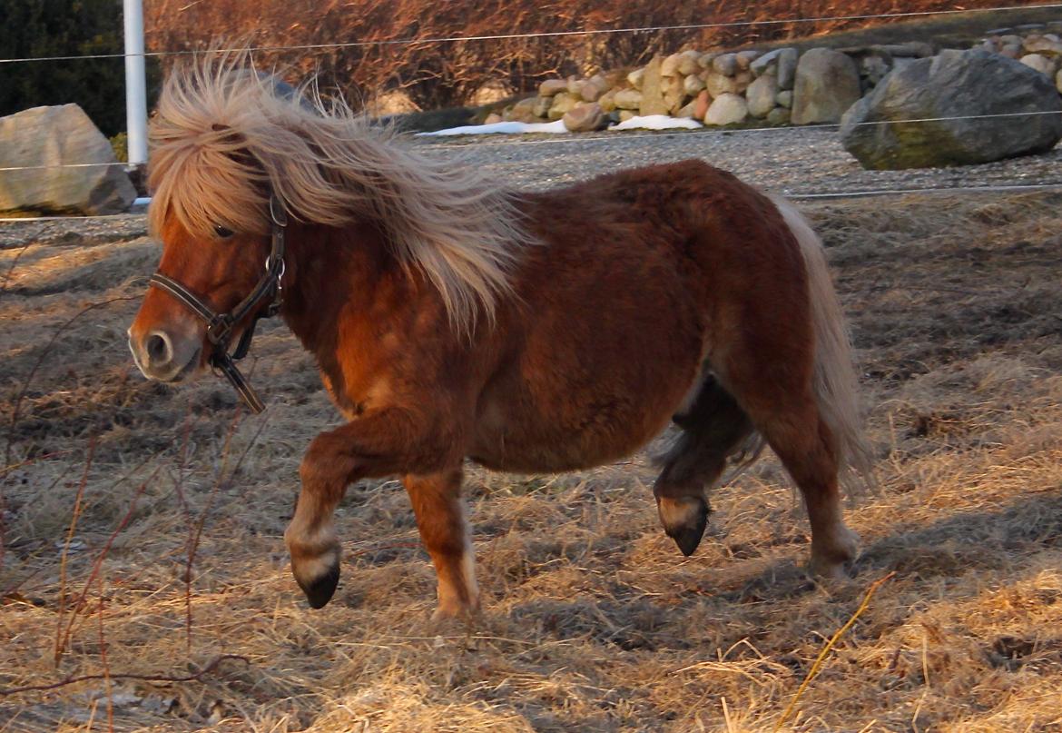 Shetlænder Victor billede 19