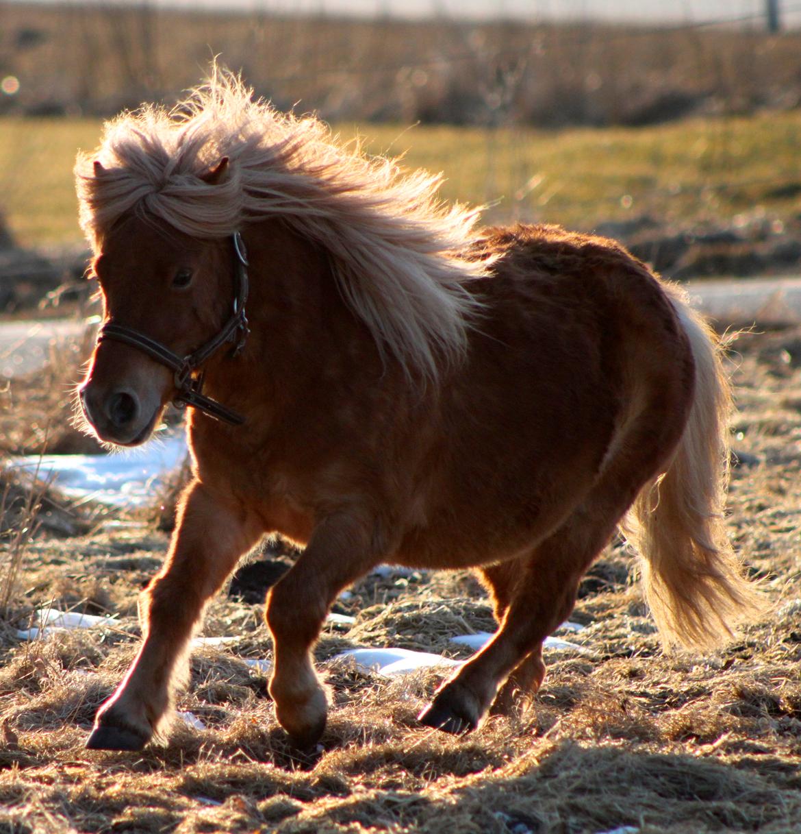 Shetlænder Victor billede 26
